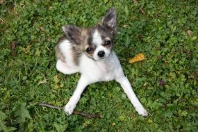 Chihuahua puppy is playing on green grass