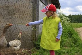 child in the farmyard near poultry