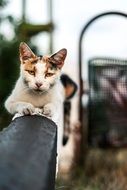 cat with amber eyes outdoors