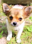 portrait of a brown puppy among nature