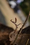 praying mantis with antennas