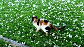 Cat Feline on Grass