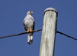 Goshawk bird sitting on a rope