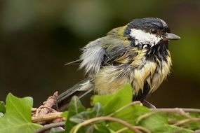 wet great Tit on ivy