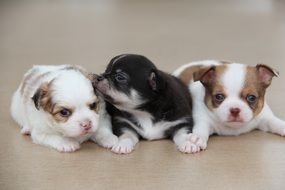 three cute chihuahua puppies