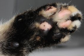 small Cat Paw