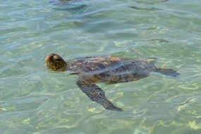 Picture of turtle on Hawaii