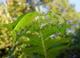 webworms on the nest among the plants