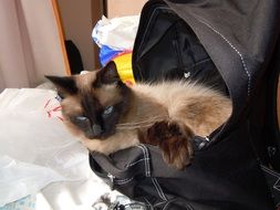 cute Siamese cat in carry bag