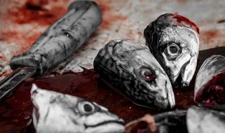 severed heads of mackerel