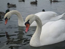 white swans on the water