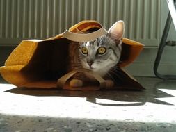 magnificent cat in paper bag