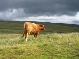 red Cow on meadow