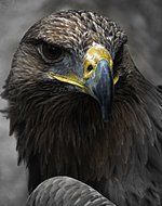 Portrait of Aguila Bird