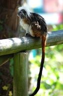 tamarin, long tailed Monkey in Zoo