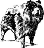 Chow Fur Breed dog drawing