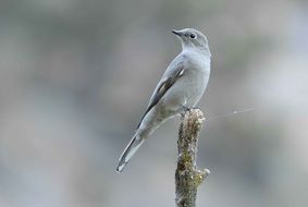 Closeup photo of Bird sitting on a Branch