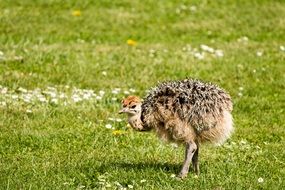 little chicken on green grass