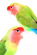 Birds Parakeet Red