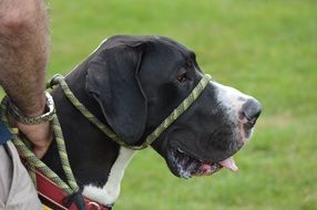 Dog Great Dane Canine