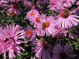 bees pollinating purple asters