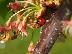 ladybug on a branch of a flowering tree