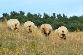 four Sheep Animals in Meadow pasturing