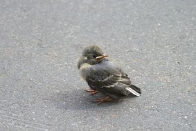 sparrow on the road