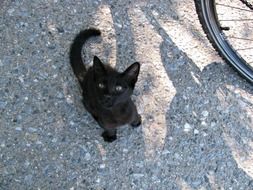 small black kitten