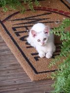 white kitten on the Mat welcome