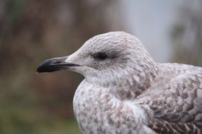 Seagull Norway Bird