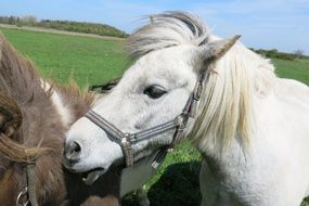 white and brown horses on a pasture on the North Sea