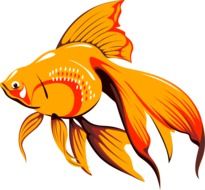 Goldfish Fish, colorful illustration