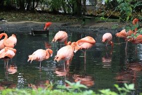 pink flamingos in the park