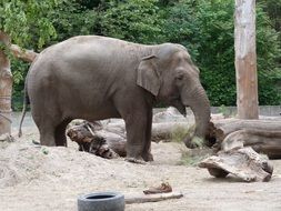 indian elephant in the zoo