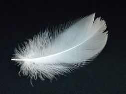 white fluffy bird feather