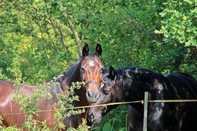 horses in thickets of green trees