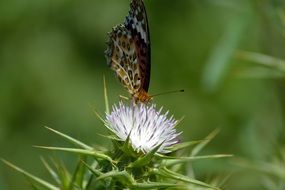 Butterfly on the white flower