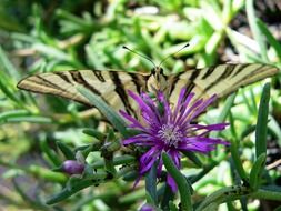 striped butterfly on a thistle bud