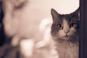 portrait of a sweet cat in black and white