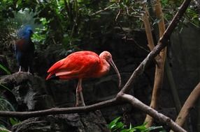 red and blue ibis in the tropical jungle
