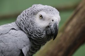 Grey cute parrot