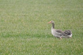 gray goose is walking on green grass
