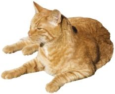 bright red cat lying