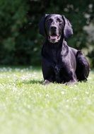 German Short Hair doggy