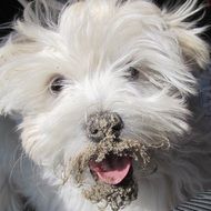 Close-up of the cute and beautiful white dog in mud