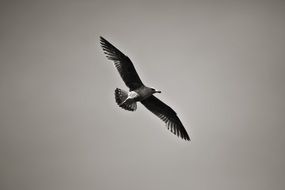 wide wingspan of the Seagull