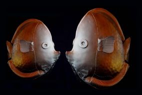 Iron Fishes