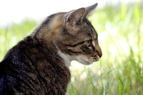 profile portrait of a domestic tom cat