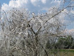 flowering tree in the garden